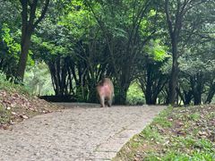 -苏州上方山国家森林公园