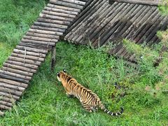 -青藏高原野生动物园