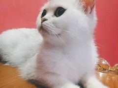 -猫色咖啡·猫咖