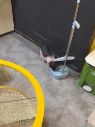 -神奇动物撸宠馆·羊驼·小浣熊·异宠(豫园店)