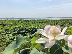 -七的湖·晚芳亭·阳澄湖农家菜·大闸蟹(莲花岛店)
