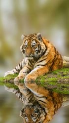 -飛凡TATTOO纹身•原创