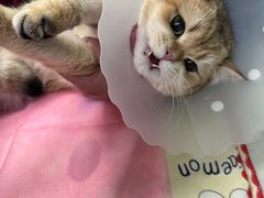 -北京观赏动物医院·24小时大型综合·猫专科·异宠专科