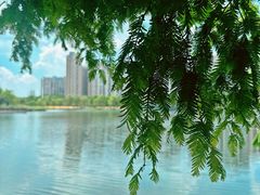 -洋湖国家湿地公园