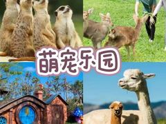 -森波拉奇妙世界