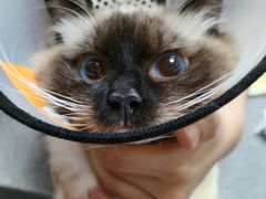 -创凡宠物医院·骨专科  猫科中心(西乡分院)