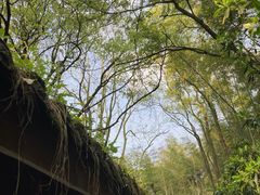 -缙云山景区