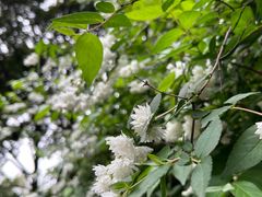 -成都市活水公园