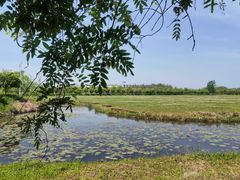 -池杉湖湿地公园
