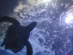 -左海海底世界
