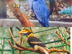 -海南热带野生动植物园