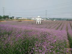 -紫颐香薰山谷景区
