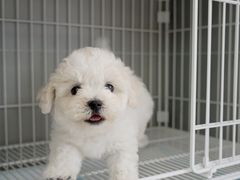 -翊宠yipet猫狗购宠庄园犬舍•猫舍