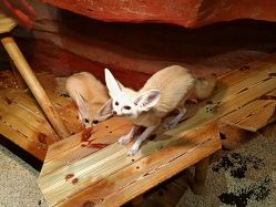 -Zoolung Zoolung动物主题公园(海信广场店)