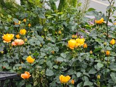 -洋洋广场(南街店)