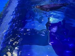 -上海海昌海洋公园