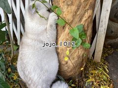 -喵屿·大理花园猫咖