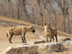 -北京野生动物园