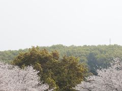 -武汉大学-樱园