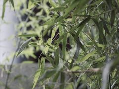 -扫雪煮茶(西村店)