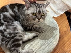 -有猫主题·治愈系猫咖(曾厝垵店)