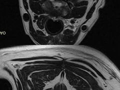 -北京派仕佳德动物医院·超导核磁·CT·神经科·骨科·内外科·急重症管理中心