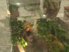 -毛辣果·贵州红酸汤牛肉火锅(西单店)