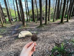 -上海共青森林公园