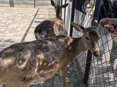 -长白岛森林公园