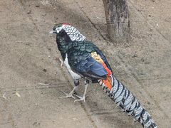 -石家庄市动物园