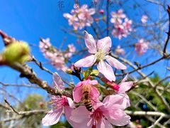 -天适樱花悠乐园