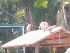 -广东茂名森林公园