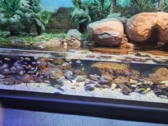 -上海海洋水族馆