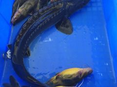 -荣德灶台鱼(圣泉寺店)