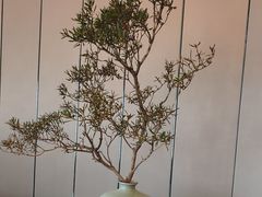 -眉州东坡(北苑华贸店)