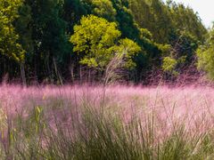 -昆山城市生态森林公园
