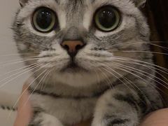 -喵zoo家庭繁育猫舍(尖东智能花园店)
