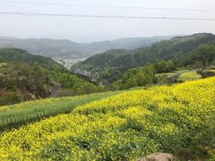 -桑洲油菜花景区