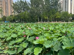 -南翠屏公园