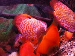 -上海海洋水族馆