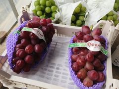 -马陆小张葡萄园农家乐