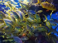 -海合安武汉极地海洋公园