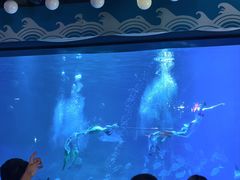 -烟台海昌鲸鲨海洋公园