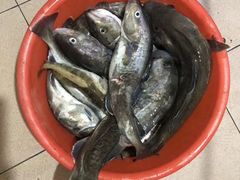 -青岛沙子口国家中心渔港