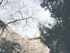 -武汉大学-樱园