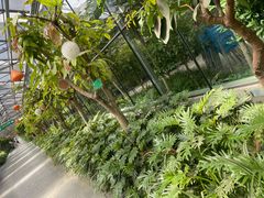 -南宫五洲植物乐园