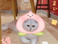 -猫尾侦探俱乐部·剧本杀·狼人杀