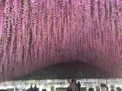 -荷兰花海