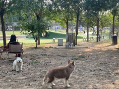 -爪吧宠物乐园 (温榆河示范区店)