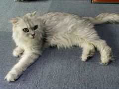 -喵的天空名猫咖啡馆·撸猫·猫舍·用品